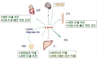 다이어트 - AMPK 효소 다이어트