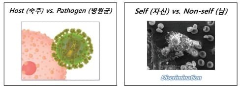 ‘면역력 가진 음식’은 없다?...균형잡힌 식단이 중요 Best Foods for Immune Health