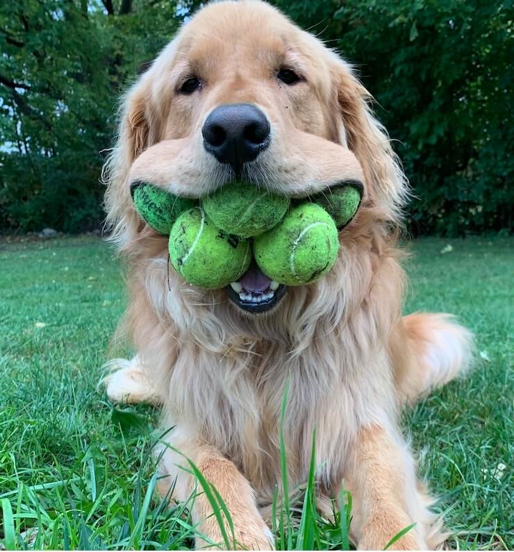 한 입에 6개의 테니스 공을 물 수 있는 리트리버...기네스기록에 올라 VIDEO: Golden Retriever Breaks Guinness World Record for Most Tennis Balls Held in the Mouth by a Dog