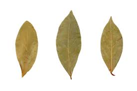 월계수잎 효능과 부작용