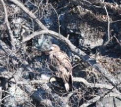 울산에서 발견된 귀한 새, 참수리 2마리!
