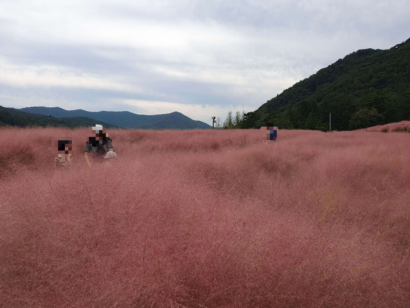 전북가볼만한곳 고창꽃객프로젝트 핑크뮬리축제 가을에즐기는꽃동산