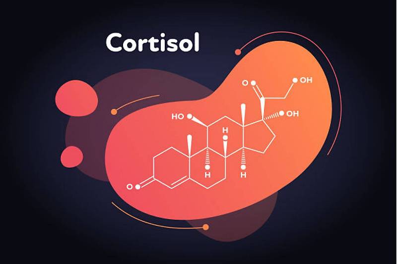 이유 없는 체중 증가 및 피로 ㅣ 다이어트 호르몬 과 코르티솔 Unexplained Weight Gain and Fatigue: Underlying Conditions ㅣ Why is cortisol known as the stress hormone?