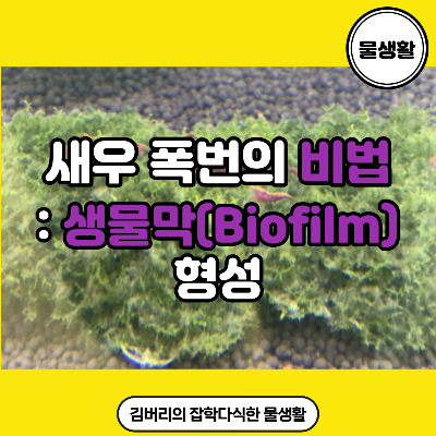 생이새우 블루벨벳새우 키우기와 생물막(Biofilm) 형성