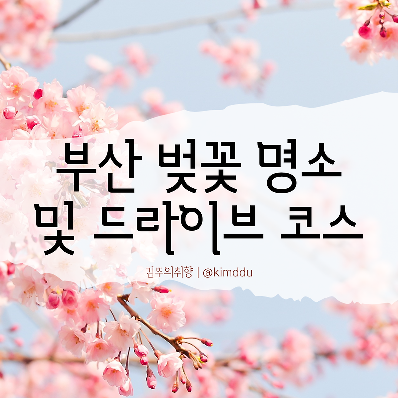 2024 벚꽃 개화시기 및 부산 벚꽃 명소, 드라이브 코스 BEST 4 (+ 숨은명소)