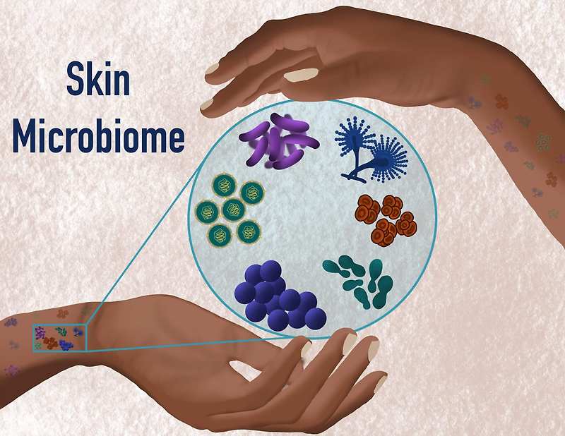 피부장벽을 지키는 파수꾼, 대장처럼 피부에도 상재균이 산다! 스킨 마이크로바이옴에 대한 이해