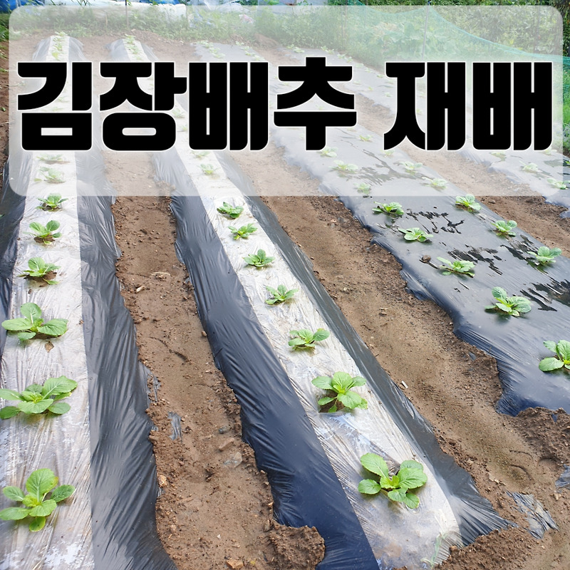 김장배추 심는시기