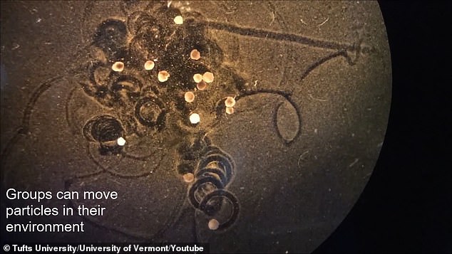 개구리 배아 줄기세포로 만들어진 '살아있는 자가 치유 로봇' VIDEO: Microscopic 'living robots' created from frog embryo stem cells have...