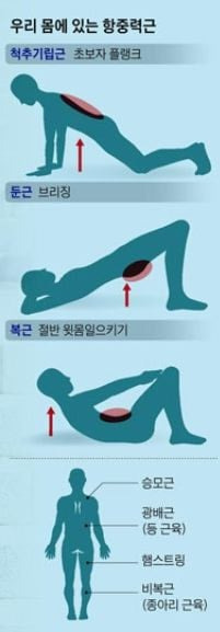 허리 꼿꼿한 노인이 되려면 꼭 지켜야 한다는 근육 세 개