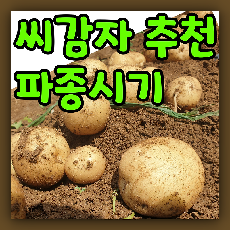 씨감자심는시기 감자 파종시기 파종방법 씨감자 추천