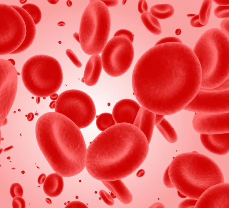 혈액순환 개선제 효과 추천