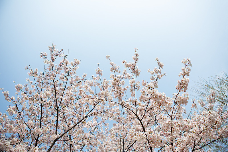 벚꽃이 흩날리는 봄의 선유도공원 - 서울공원 벚꽃명소, 여행, 소풍, 가볼만한곳