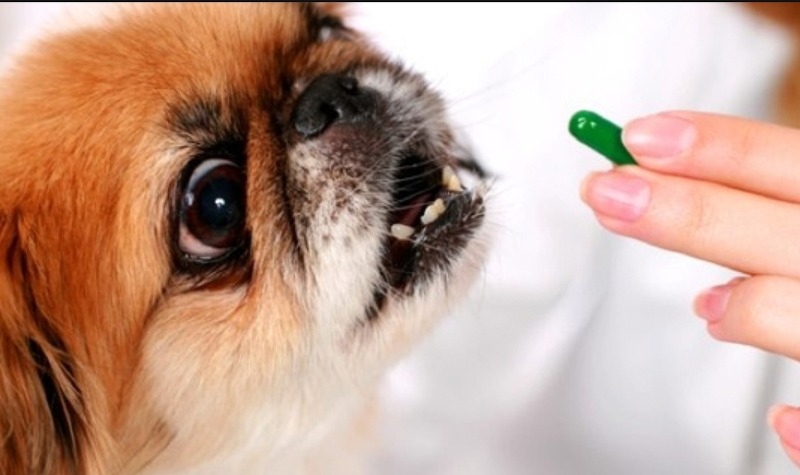 강아지에게 약 먹이는 꿀팁 방법(알약, 가루약, 시럽약 먹이기)