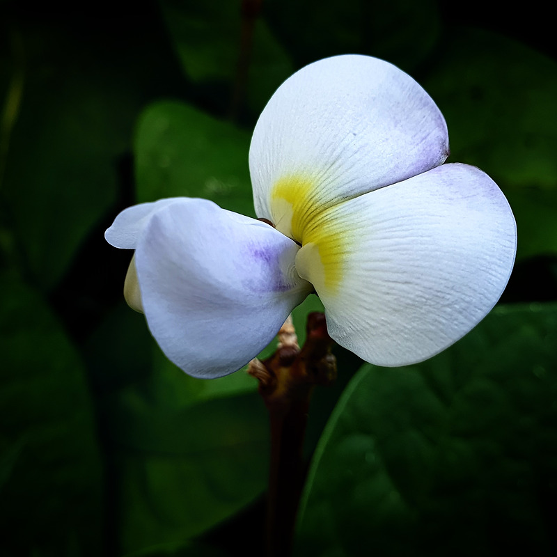 3월 17일 탄생화인 콩꽃 Bean Flower