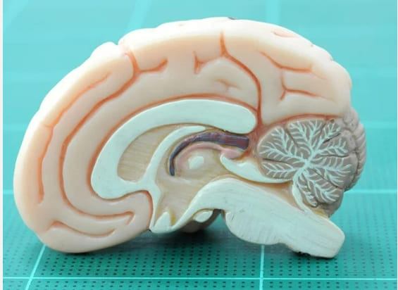 과연 뇌란 무엇일까...세계 최초 '뇌 신경과학' 공개 실험 착수 VIDEO: World's first completely open- and crowd-sourced neuroscience experiment launched