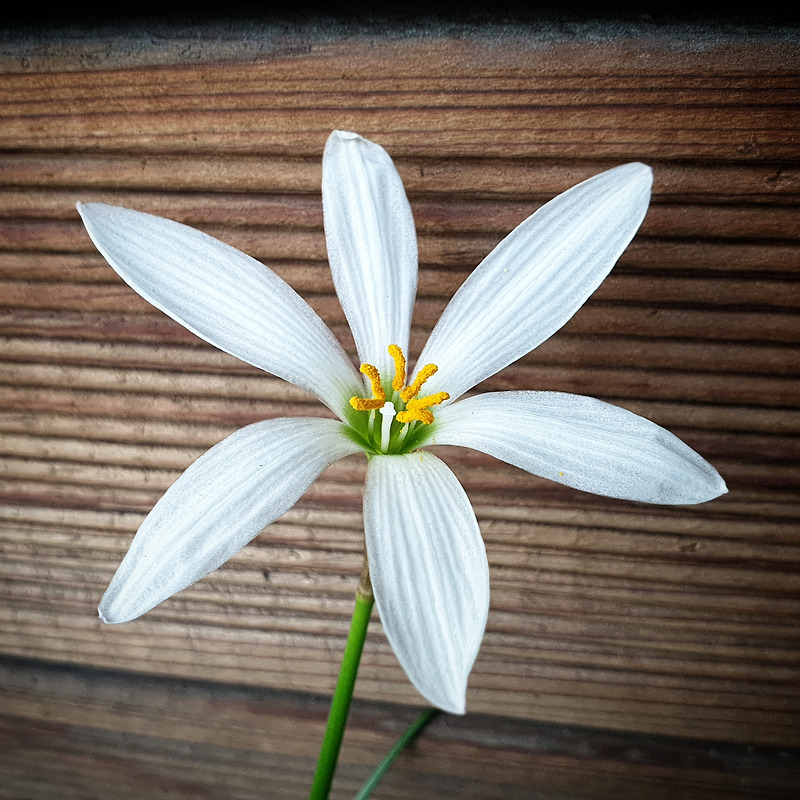 백합을 닮은 하얀 꽃