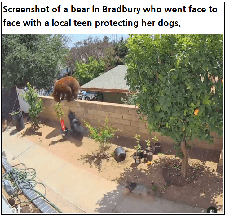 세계에서 제일 비싼 약 주사 맞은 아기...무려 l 곰과 맞짱 뜬 17세 소녀 Five-month-old baby becomes first NHS patient...l VIDEO:Girl vs. bear: Bradbury teen pushes mama bear to protect dogs