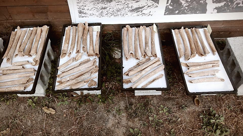 산내골령골에 암매장 된  한국 근대사의 상처 (보도연맹, 제주4.3 학살)
