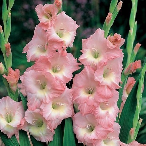 글라디올러스 (Gladiolus) 