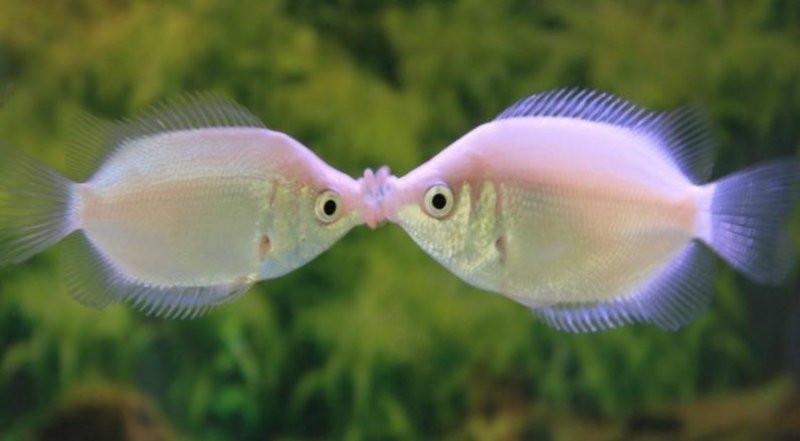 키스하는 물고기, 키싱구라미 키우기 (먹이, 세팅, 키스하는 이유)