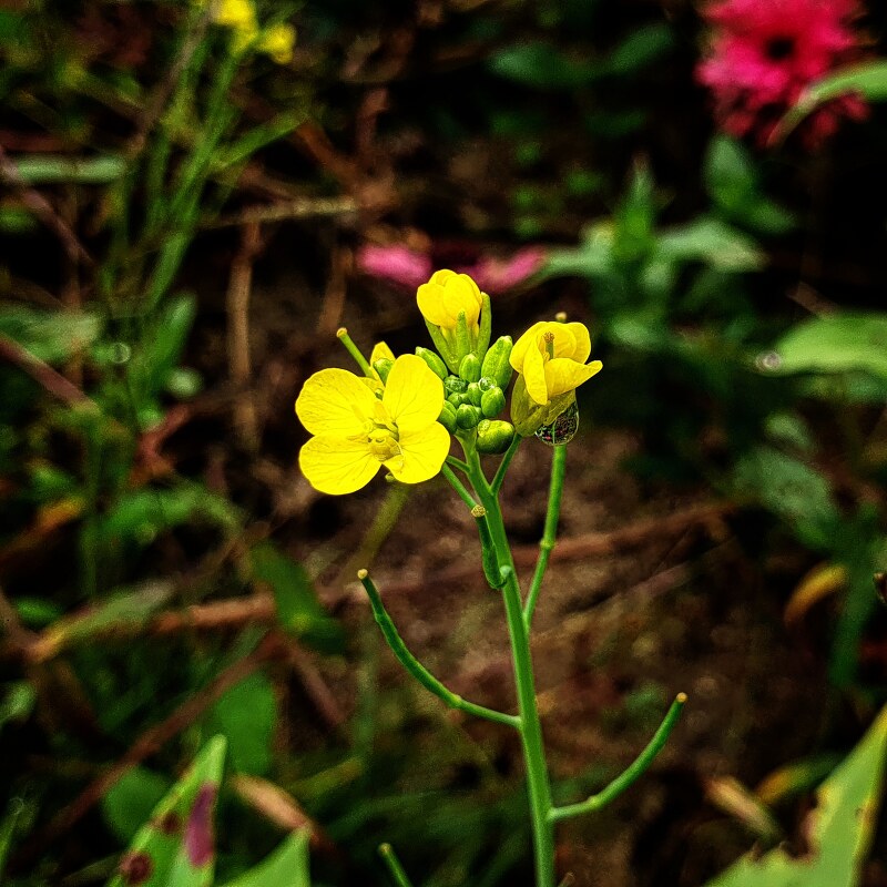 노란색의 작은 꽃, 유채꽃