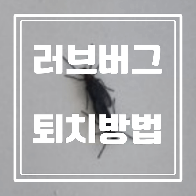 러브버그 퇴치법과 익충인 이유 자세히 알아보자