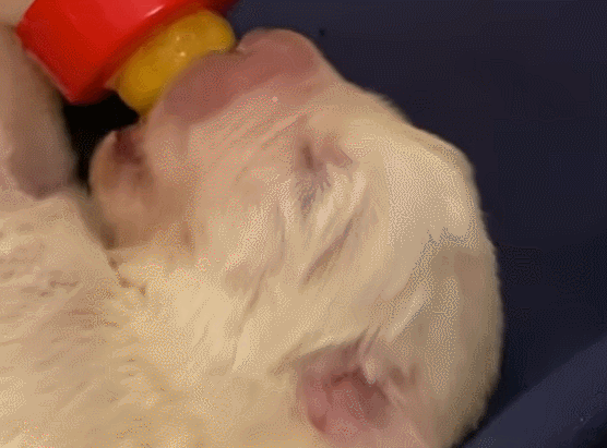 VIDEO: Adorable Maremma Sheepdog puppies