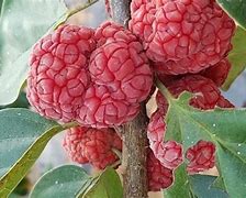 항암에 좋은 꾸지뽕나무 효능 열매 잎 먹는방법