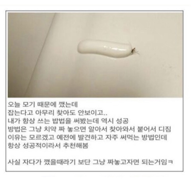 모기 대처법