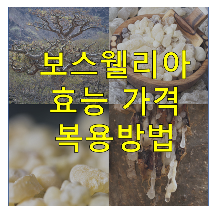 보스웰리아 효능 복용방법