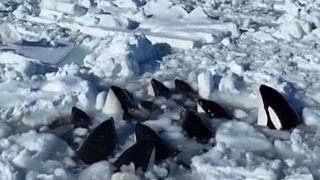 일본 앞바다의 유빙에 갇혀 숨을 헐떡이는 범고래