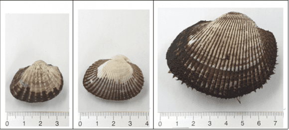 세 종류의 꼬막 구분하는 법