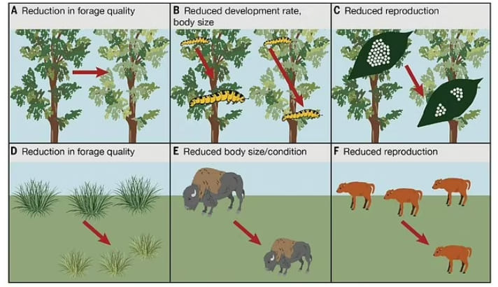 과도한 질소 그리고 부족한 질소...자연생태계 파괴된다  VIDEO: Dramatic decline in NITROGEN in parts of North America and Europe could have dire consequences