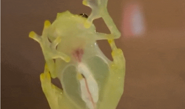 몸 속이 다 보이는 시스루 개구리...에콰도르에서 두 종 발견 VIDEO: Incredible video showing heartbeat of a 'transparent' Mashpi frog