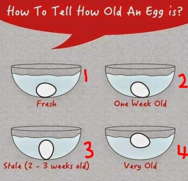 오래된 달걀 그리고 신선도 확인하는 법