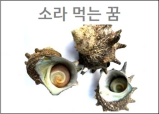 소라꿈 소라 꿈해몽 소라 먹는 꿈 잡는 꿈