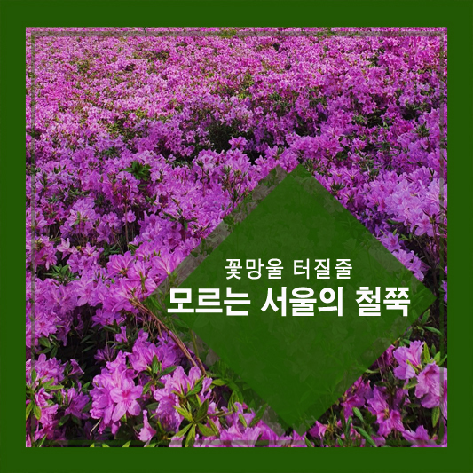 꽃망울 터질줄 모르는 서울의 철쭉, 이것도 온난화 영향?