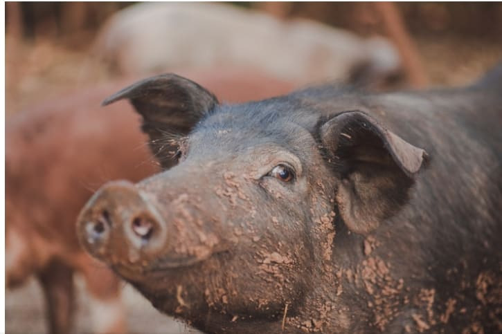 세계 최대 돼지고기 소비국 중국...인공지능만으로  돼지 복제 상공  VIDEO: In a world-first, Chinese scientists clone pigs by only using AI