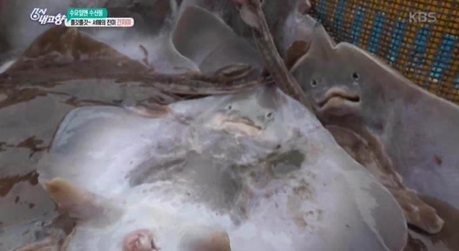 6시내고향 당진 간자미 간재미 파는곳