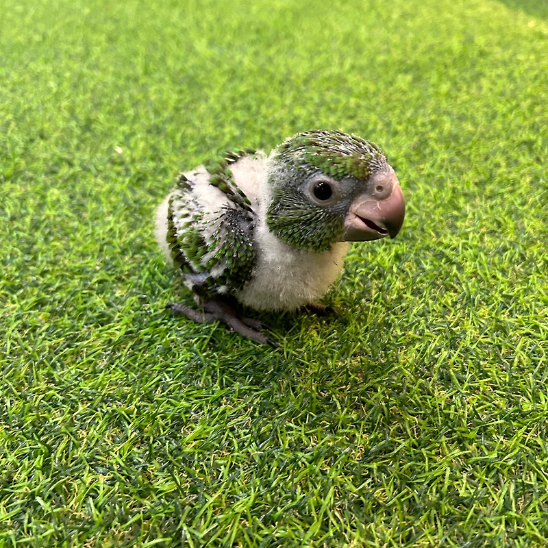 쟈딘앵무새 분양정보 - 건강한 애완앵무새를 위한 팁과 준비물