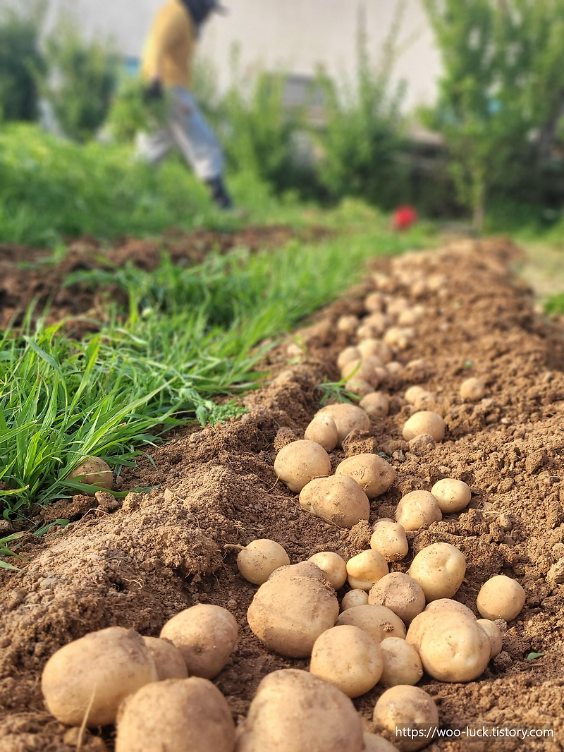 일상 농사이야기_2023년도 감자 수확 완료