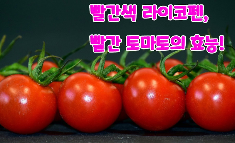 빨간색 라이코펜, 빨간 토마토의 효능! 빨간 토마토의 힘 라이코펜!