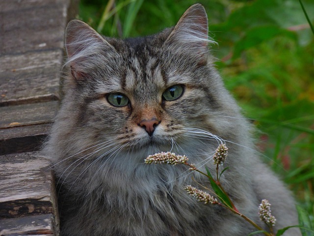 노르웨이숲 고양이 특징 및 유전병