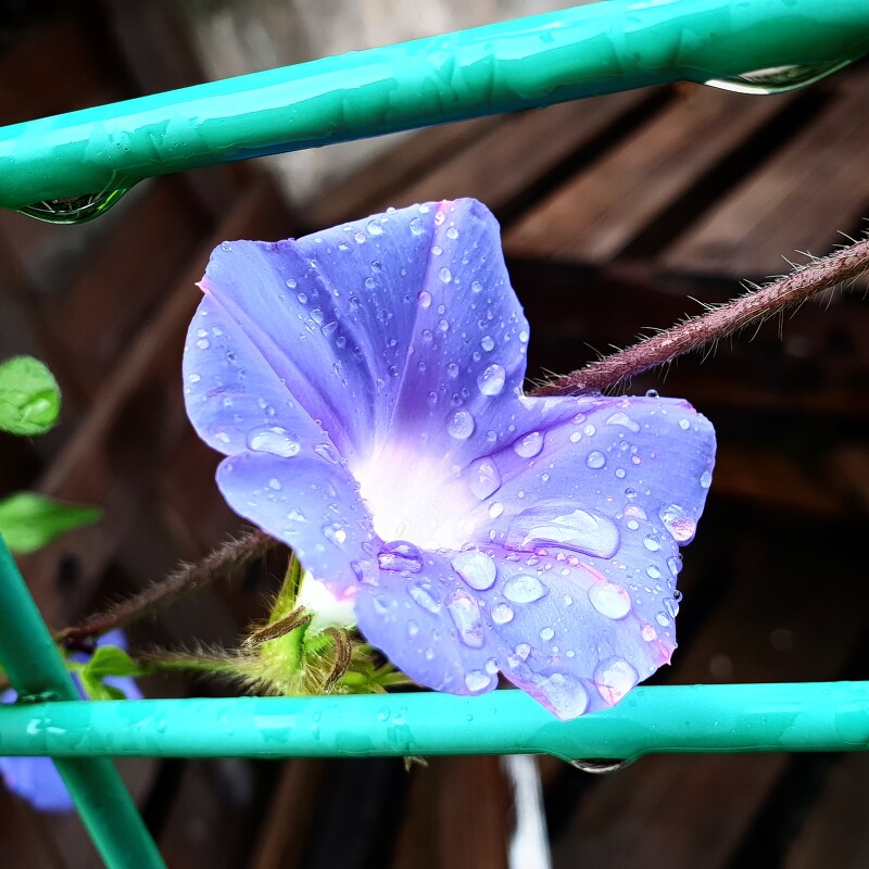 빗방울이 울타리에도 맺히고 보라색 나팔꽃 꽃잎에도 맺히다.