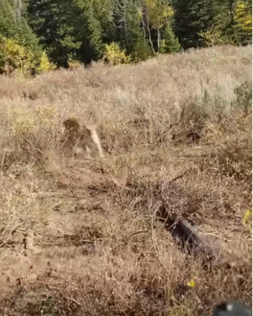 이런! VIDEO: Tiger and Mountain Lion