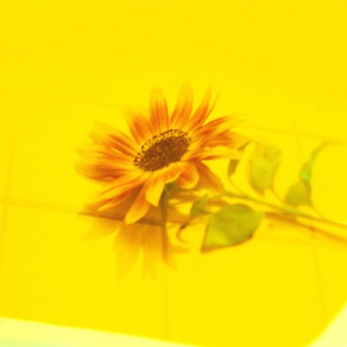 바운디(Vaundy) - 꽃점(hanauranai)『花占い』