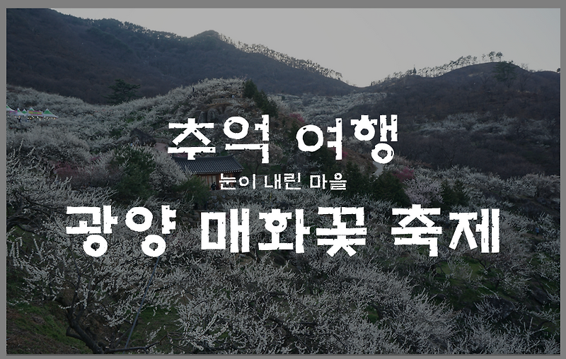 지금쯤 우리는 광양 매화축제에 함께 하고 있을까...? 홍매화, 매화 보고싶은 날