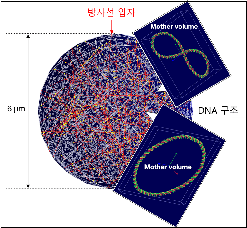 원자력연, 방사선에 의한 DNA 손상, 시뮬레이션으로 예측한다