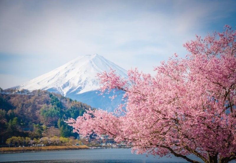 일본 벚꽃 개화시기 지역별 한눈에 알아보기