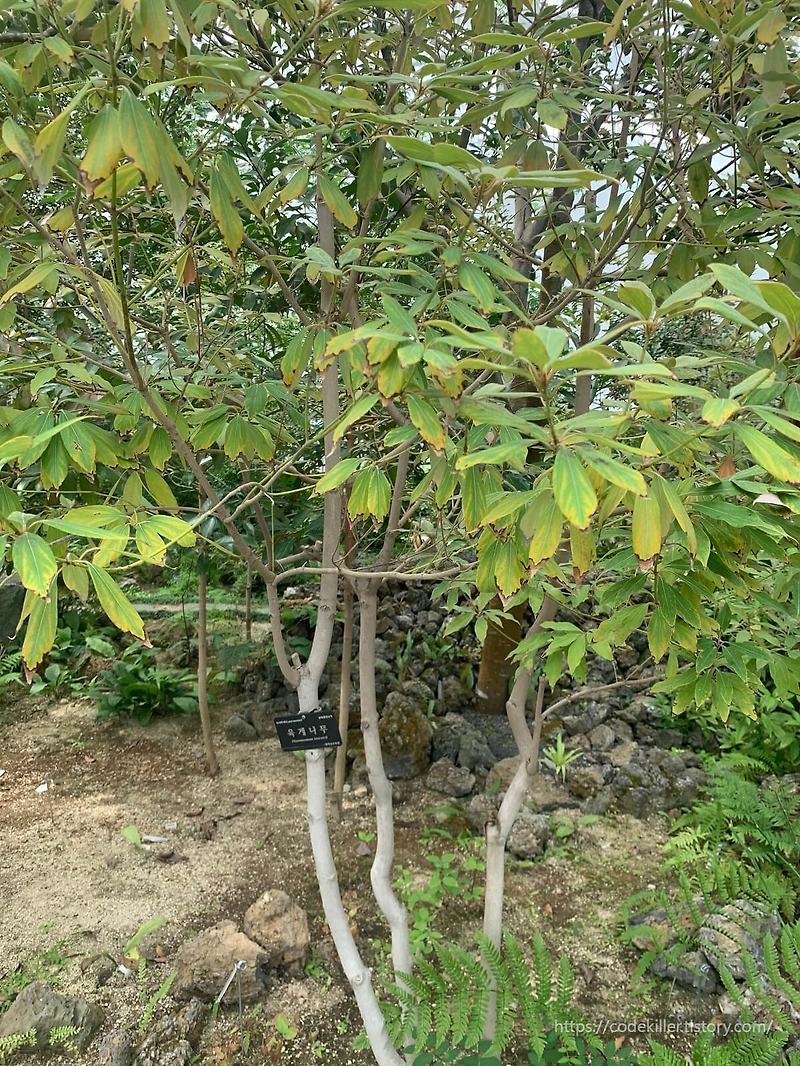 [황학산 수목원] (식물원) 육계나무